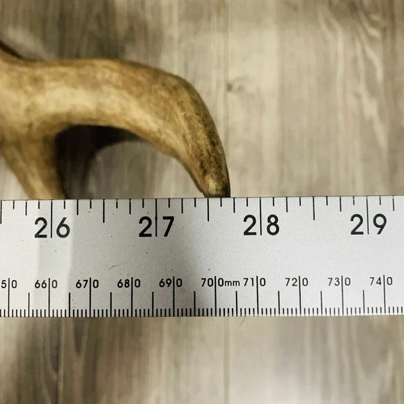 Naturally Shed Wild Moose Antler (Horn, Knife, Carving, Chew, Taxidermy) - Picture 2 of 8